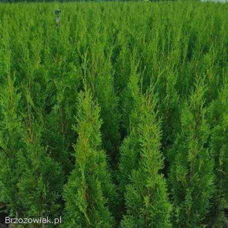 Tuje Szmaragd Klasa Premium Promocja -  30 Dowóz Gratis