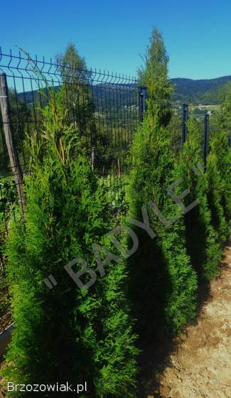 Tuje Szmaragd Klasa Premium Promocja -  30 Dowóz Gratis