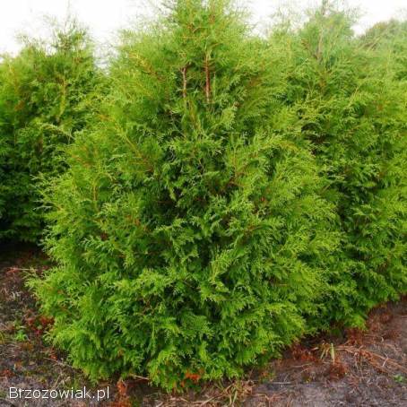 SPRZEDAM TUJE BRABANT 🌲 DOWÓZ GRATIS