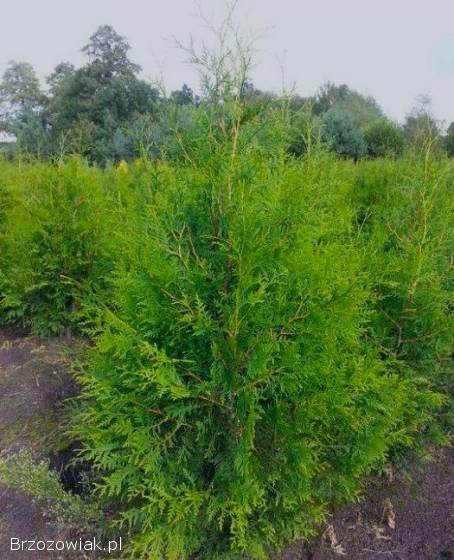 SPRZEDAM TUJE BRABANT 🌲 DOWÓZ GRATIS