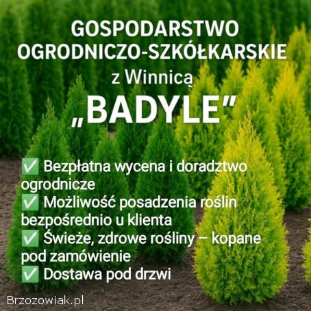 SPRZEDAM TUJE BRABANT 🌲 DOWÓZ GRATIS