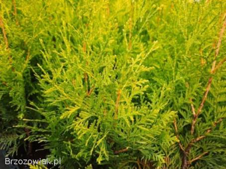 SPRZEDAM🌟 TUJE GOLDEN BRABANT🚚 DOWÓZ POD DOM