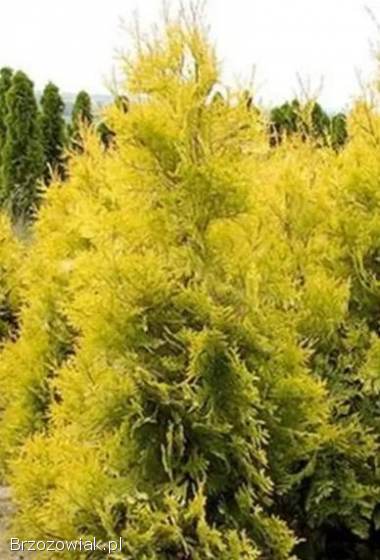 SPRZEDAM🌟 TUJE GOLDEN BRABANT🚚 DOWÓZ POD DOM