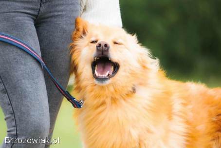 Atan – spokojny i uroczy towarzysz szuka domu