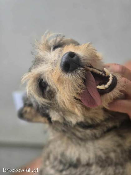 Denar -  wyjątkowy szorstkowłosy wilczek szuka domu!