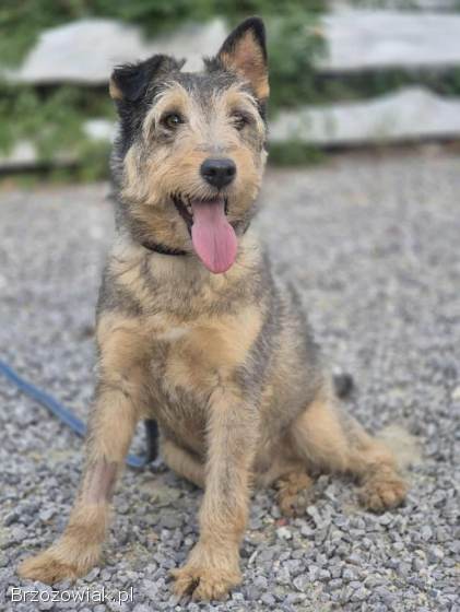 Denar -  wyjątkowy szorstkowłosy wilczek szuka domu!