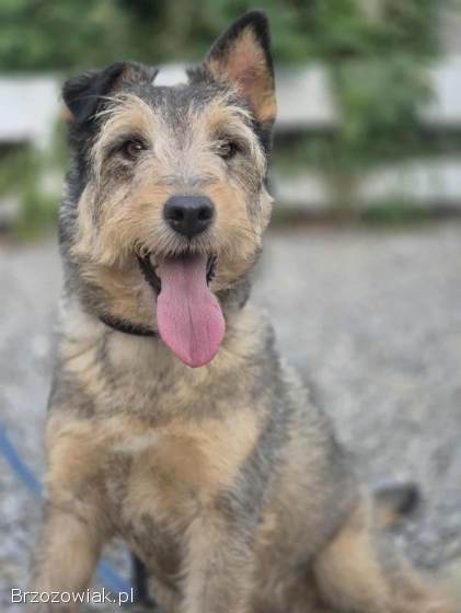 Denar -  wyjątkowy szorstkowłosy wilczek szuka domu!