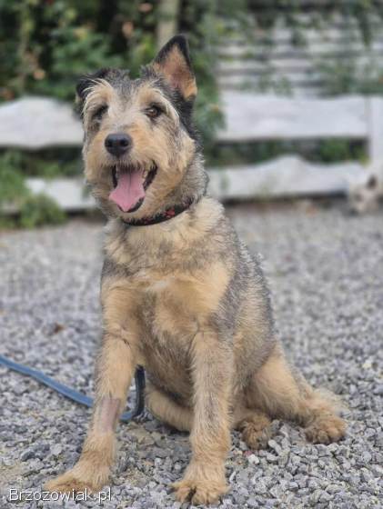 Denar -  wyjątkowy szorstkowłosy wilczek szuka domu!