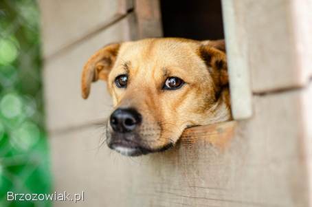 Rydzuś -  niekonfliktowy,  młody,  łagodny psiak