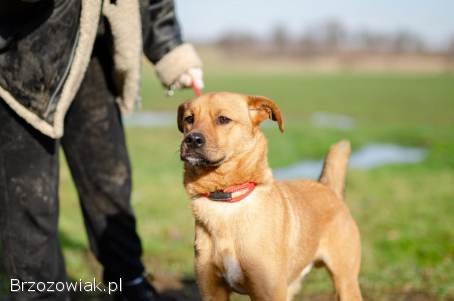 Rydzuś -  niekonfliktowy,  młody,  łagodny psiak
