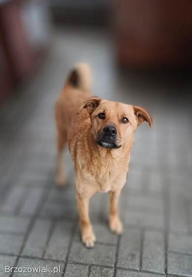 Rydzuś -  niekonfliktowy,  młody,  łagodny psiak