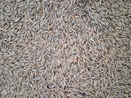 Owies ozimy (zimowy)Flueron