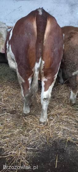 Sprzedam jałówkę