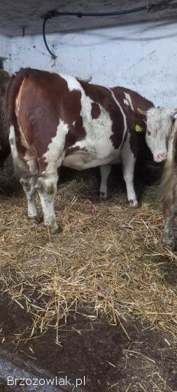 Sprzedam jałówkę