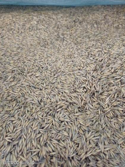 Pasza dla kur niosek