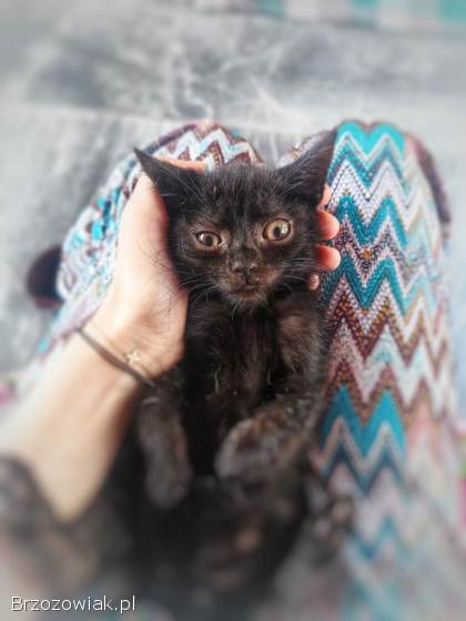 Lukrecja -  młodziutka,  delikatna koteczka szuka domu!