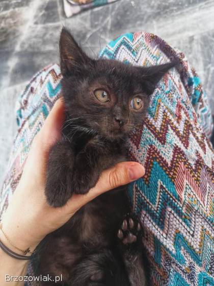 Lukrecja -  młodziutka,  delikatna koteczka szuka domu!