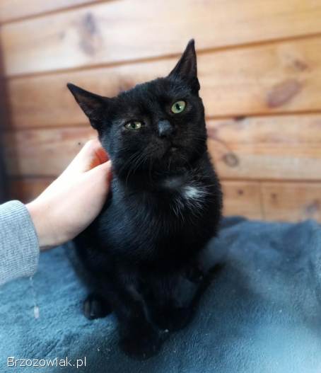 Lukrecja -  młodziutka,  delikatna koteczka szuka domu!