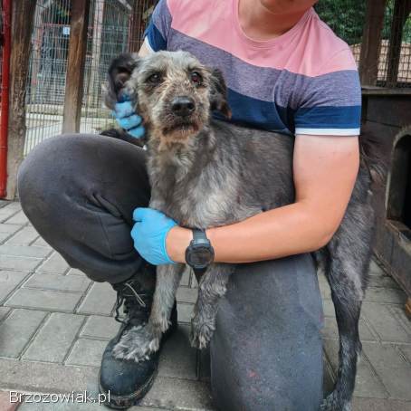 Misiu -  kochany,  domowy,  przyjazny sznaucer mix