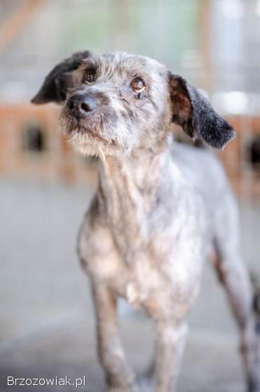 Misiu -  kochany,  domowy,  przyjazny sznaucer mix