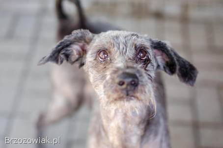 Misiu -  kochany,  domowy,  przyjazny sznaucer mix
