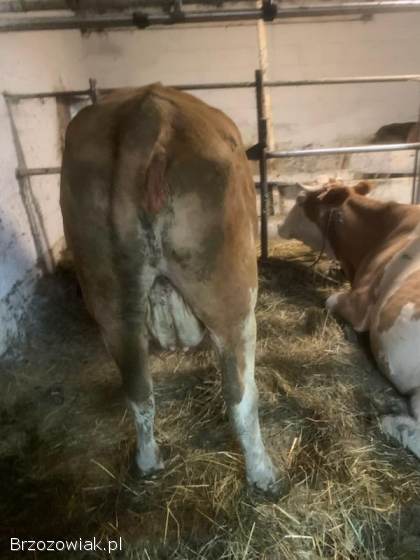 Sprzedam krowy