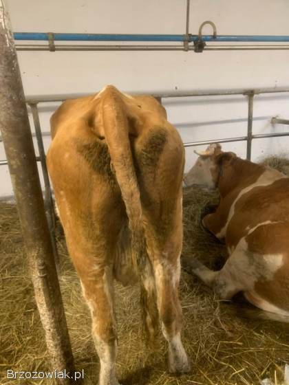 Sprzedam krowy