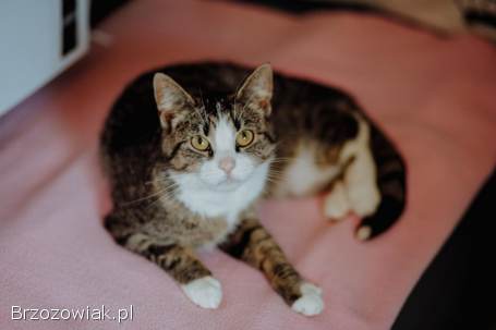 Wyjątkowa,  miziasta,  przyjazna koteczka do adopcji!