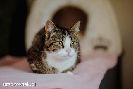 Wyjątkowa,  miziasta,  przyjazna koteczka do adopcji!
