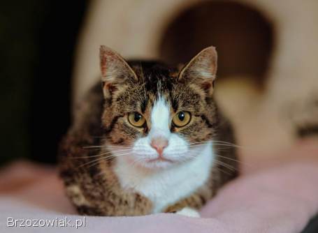 Wyjątkowa,  miziasta,  przyjazna koteczka do adopcji!