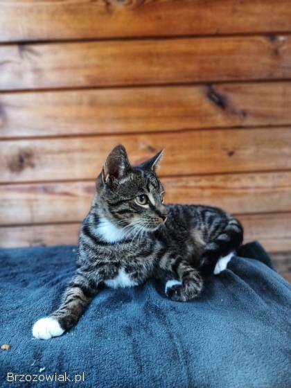 Borowik -  4 miesięczny kociak szuka domu!
