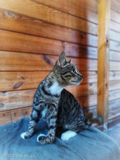 Borowik -  4 miesięczny kociak szuka domu!