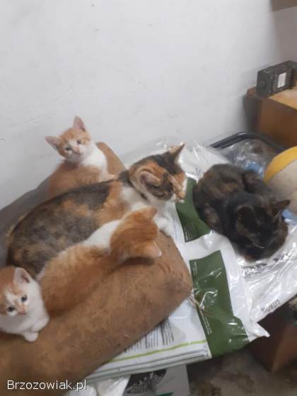 Koty do oddania