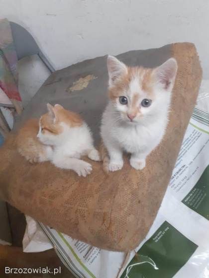 Koty do oddania