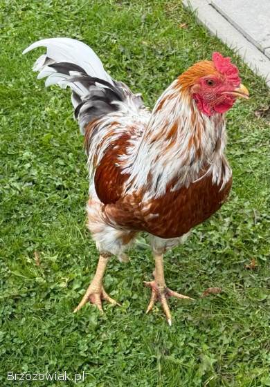 KOGUTY NA SPRZEDAŻ
