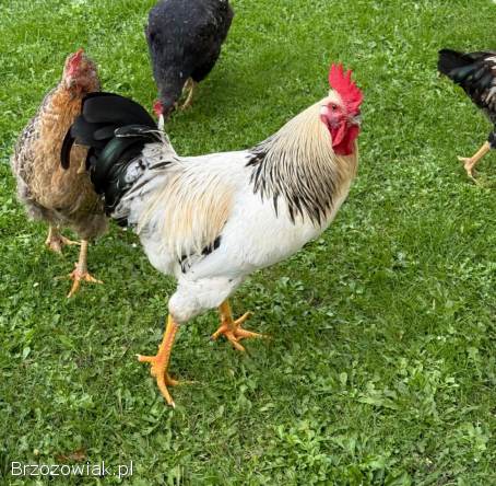 KOGUTY NA SPRZEDAŻ