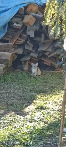 Koty oddam po białej kotce