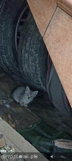 Koty oddam po białej kotce