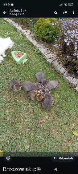 Koty oddam po białej kotce