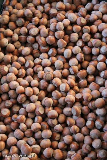 Orzechy Laskowe