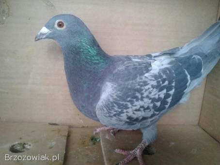 Gołębie pocztowe