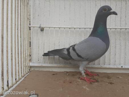 Gołębie pocztowe