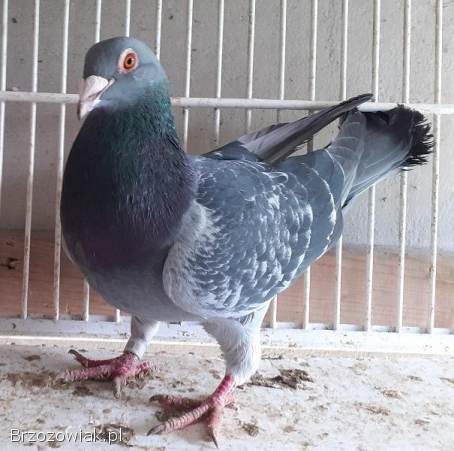 Gołębie pocztowe