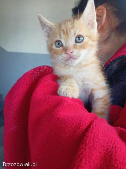 Kotki szukają kochającego domu :)