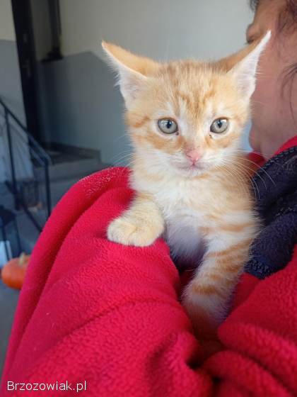 Kotki szukają kochającego domu :)