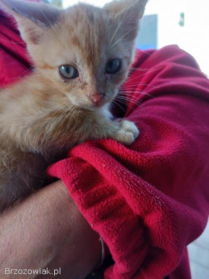 Kotki szukają kochającego domu :)