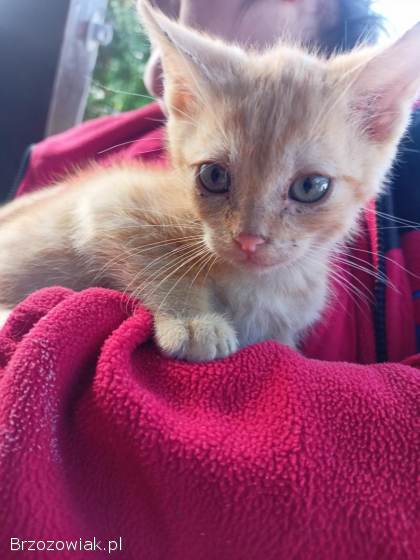 Kotki szukają kochającego domu :)