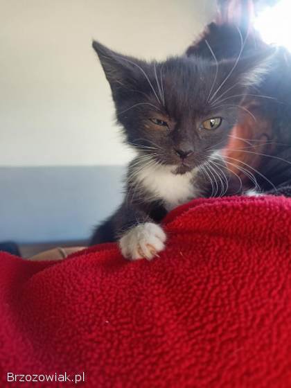 Kotki szukają kochającego domu :)