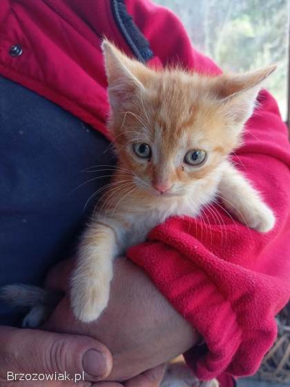 Kotki szukają kochającego domu :)