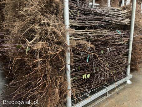 Sprzedam drzewka owocowe